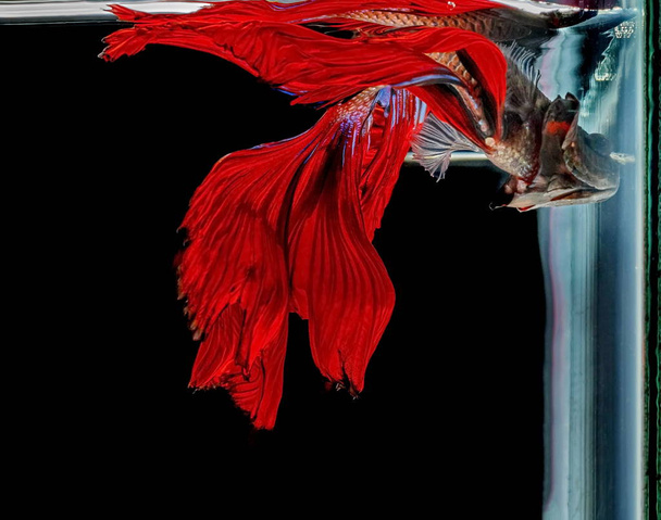 Dövüş balık, kırmızı balık siyah bir arka plan, renk Siyam mücadele balık. - Fotoğraf, Görsel