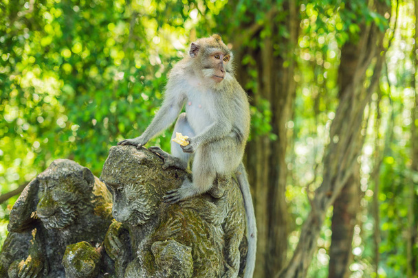 Long-tailed macaques Macaca fascicularis in Sacred Monkey Forest, Ubud, Indonesia. - Photo, image