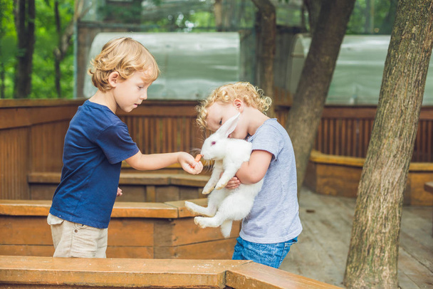 Girl and boy are fed rabbits in the petting zoo. - Foto, Imagem