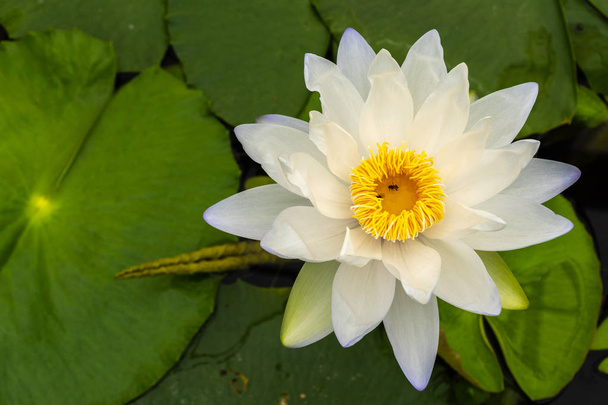Beautiful white lotus with yellow pollen in swamp in park - Photo, Image