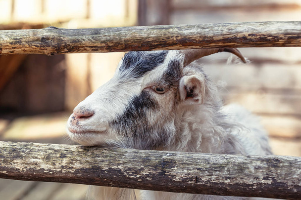 Portrait of domestic goat on farm, wooden background, closeup - Photo, image