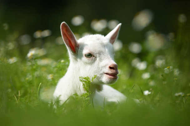 White baby goat standing on green grass with yellow flowers - Photo, Image