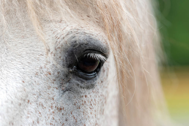 Κλείστε το μάτι άσπρο άλογο - Φωτογραφία, εικόνα