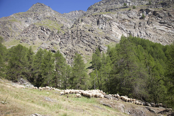 κοπάδι πρόβατα στα βουνά κάτω από το γαλάζιο του ουρανού στο ιταλικό εθνικό πάρκο gran paradiso - Φωτογραφία, εικόνα