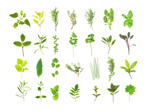 Grande selezione di foglie di erbe
 - Foto, immagini