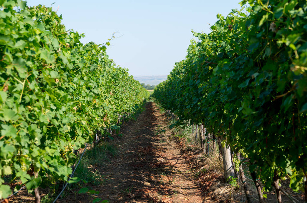 Viticulture. Vignobles rangées
. - Photo, image