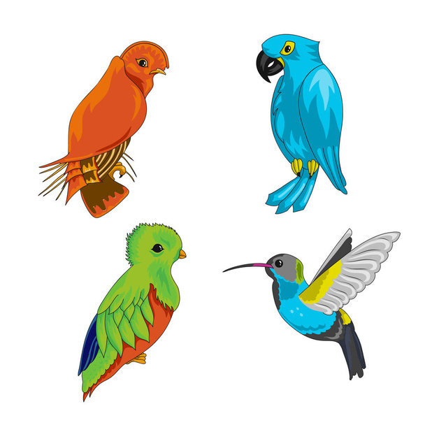 Conjunto de aves exóticas
 - Vector, Imagen