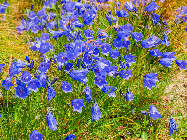 Blaue Glockenblumen inmitten von Gras im Hochland der Karpaten - Foto, Bild