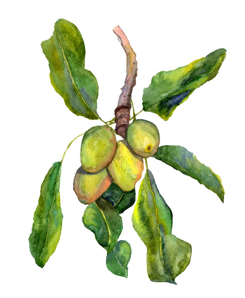 Shea nuts, a branch with shi fruits and leaves. Botanical watercolor illustration. Ingredient of cosmetology care, healthy nutrition, skin care products, hair. Suitable for label, label, package desig - Fotoğraf, Görsel
