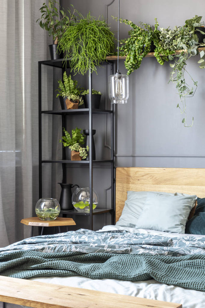 Fresh plants placed in grey room interior with metal rack with decorations and wooden bed with green bedding - Fotografie, Obrázek