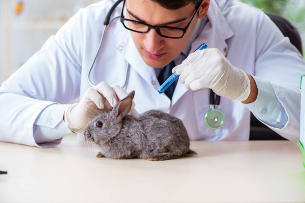 Veteriner doktor kliniğinde tavşanı kontrol ediyor. - Fotoğraf, Görsel