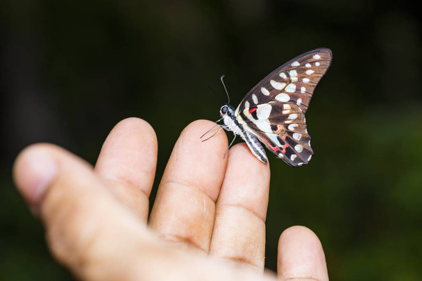 一般的なジェイ蝶 (Graphium 権化) は人間の指で休憩します。  - 写真・画像