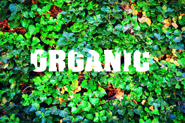 Organic, inscription against the background of green leaves. Natural product. Environment - Foto, Imagen