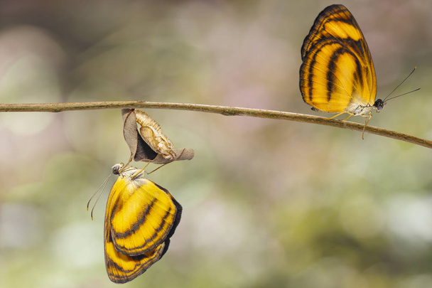 Emerso dalla crisalide della farfalla lascar comune (Pantoporia hordonia) su ramoscello con sfondo
 - Foto, immagini