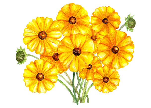Flower bouquet coreopsis sunray. Watercolor illustration.Yellow flowers in bouquet. Coreopsis sunray. Element for printing, design, illustration for cards, books, packaging paper. - Fotografie, Obrázek