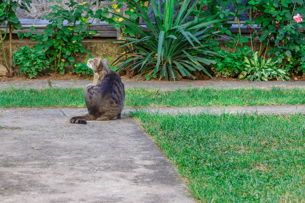 Güzel çizgili kedi kendisi içinde belgili tanımlık yarda kaşıyor, yakın çekim - Fotoğraf, Görsel