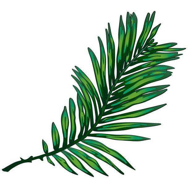 Tropisch groene bladeren in een vector stijl geïsoleerd. Vector blad voor achtergrond, textuur, wrapper patroon, frame of rand. - Vector, afbeelding