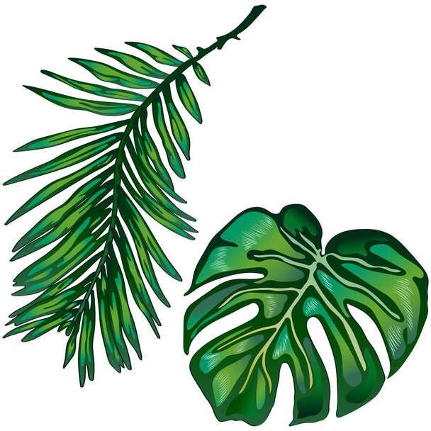 Tropical green leaves in a vector style isolated. Vector leaf for background, texture, wrapper pattern, frame or border. - Vector, imagen