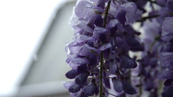 Bliska w zwolnionym tempie Dof: Piękne niebieskie kwiaty zamrożenia, uginające się pod ciężki śnieg wiosną. Temperatura spadnie, ekstremalne klimatu, niestabilne warunki atmosferyczne w wyniku globalnego ocieplenia, uszkodzenia roślin - Materiał filmowy, wideo