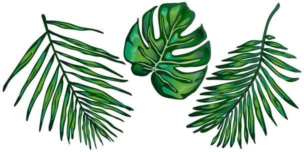 Folhas verdes tropicais em um estilo vetorial isolado. Folha vetorial para fundo, textura, padrão de invólucro, moldura ou borda
. - Vetor, Imagem