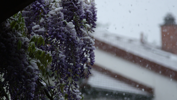 LOW MOTION CLOSE UP DOF: Bellissimi fiori azzurri ghiacciati, che si piegano sotto una forte neve in primavera sul giardino. Calo della temperatura, cambiamenti climatici estremi, forti cambiamenti climatici a causa del riscaldamento globale
 - Filmati, video