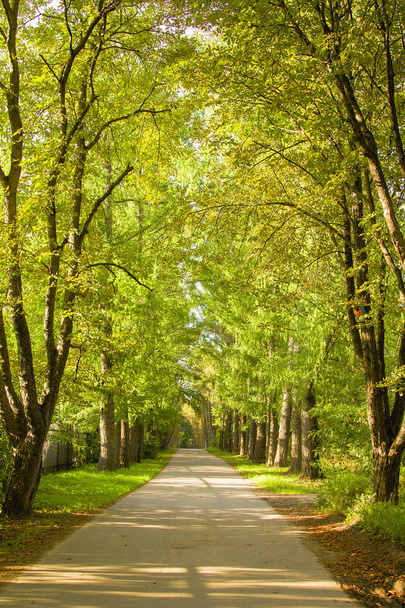 tunnel van groene bomen, een pad in de verte. Frame met perspectief. Zomer is klaar voor de herfst, verscheen op aarde de eerste droge bladeren - Foto, afbeelding