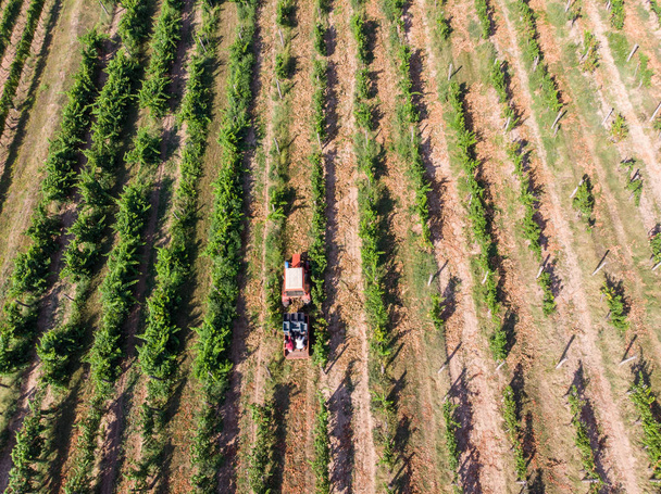 Сбор винограда на тракторах после сбора урожая
 - Фото, изображение