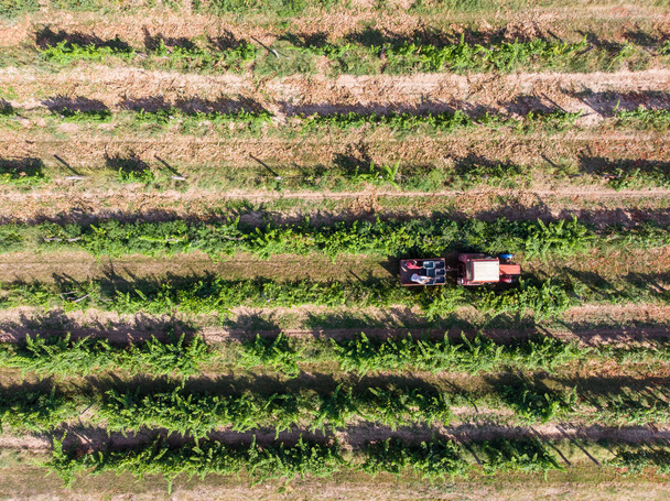 Tractor recolectando uvas después de la cosecha de cajas
 - Foto, Imagen