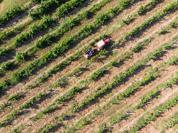 Tractor collecting grapes after boxesharvesting - Photo, Image