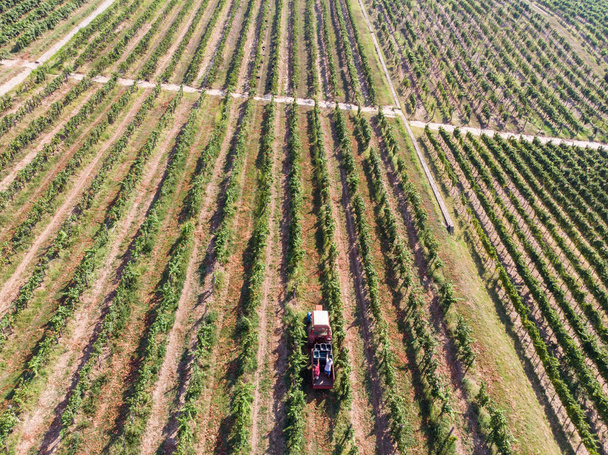 Тракторний збір винограду після збирання ящиків
 - Фото, зображення