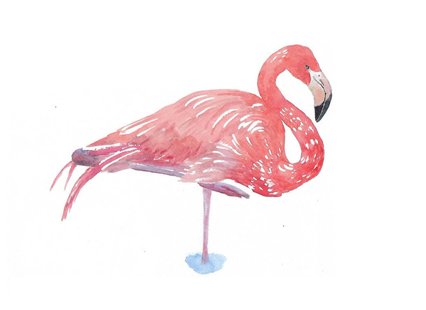 Elegáns flamingó akvarell, kézzel festett - Fotó, kép