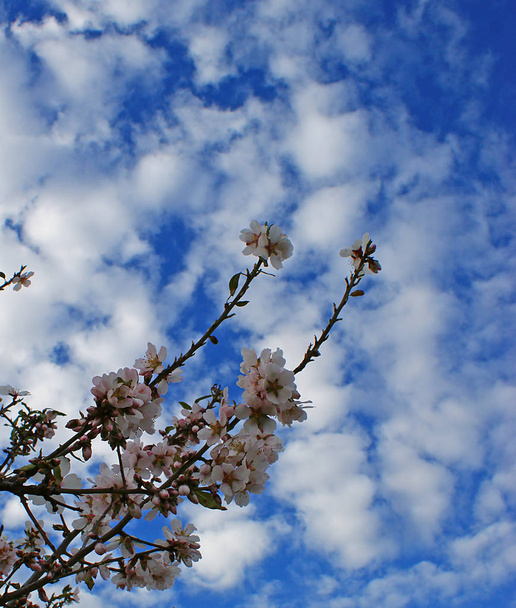 Flores de almendro con cielo azul con fondo de nubes
 - Foto, Imagen