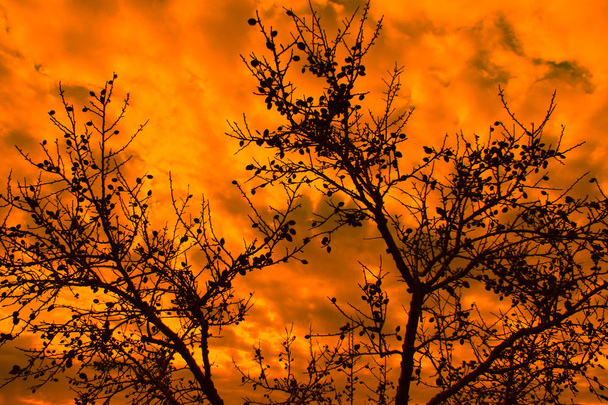 Manteli puun kukkia oranssi tausta
 - Valokuva, kuva