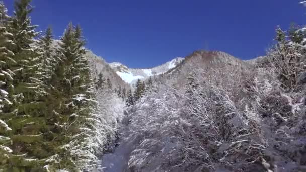 AERIAL: Lentäminen yläpuolella kauniita metsiä erämaassa ja valkoisia puita peitetty tuoretta lunta huopa hämmästyttävä valkoinen ihmemaa. Viehättävä näkymä umpeen juurelle nukkumassa jääkylmällä talvipäivällä
 - Materiaali, video