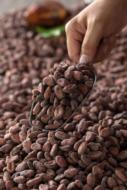 Selection of completed cocoa seeds must be dried before into sacks. - Fotoğraf, Görsel