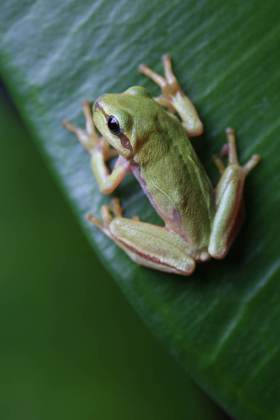 Small tree frog is sitting on green leaf. Closeup - Photo, Image