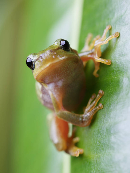 European tree frog sitting on green leaf. Closeup - Photo, Image