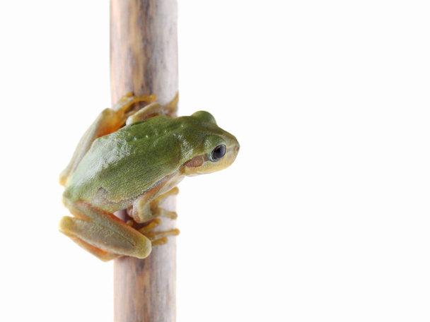 Tree frog is sitting on dry stem isolated on white - Photo, Image