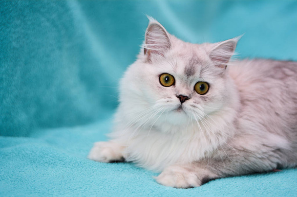 kissanpentu Scottish suora, silmukka-korvainen pörröinen, eläin
 - Valokuva, kuva