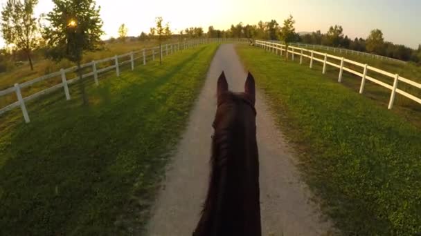 FPV, CERRAR: Paseo nocturno mágico y relajante en el rancho de caballos. Cabalgando poderoso semental marrón oscuro en el sol poniente dorado. Hermosa gelding caminar por el camino sucio en el parque de recreo
 - Metraje, vídeo
