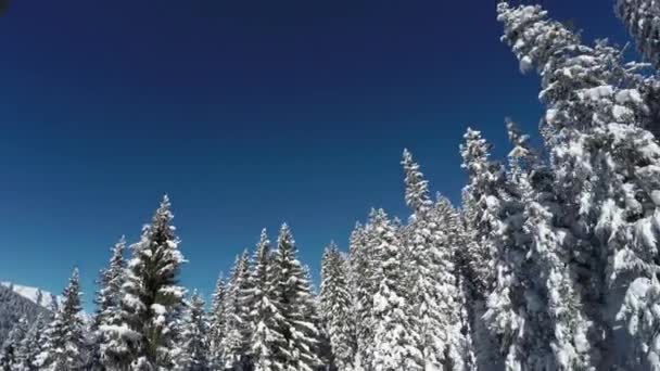 AEREO: Volando lungo bellissimi abeti ricoperti di bianca coperta di neve contro gli sci blu. Pittoresca vista del meraviglioso paese delle meraviglie invernali e della pineta addormentata che copre ripide colline montane
 - Filmati, video