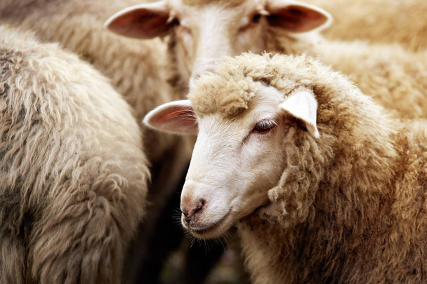 Owce pysk na zewnątrz. Stojąc i patrząc hodowli zwierząt rolnictwa. - Zdjęcie, obraz