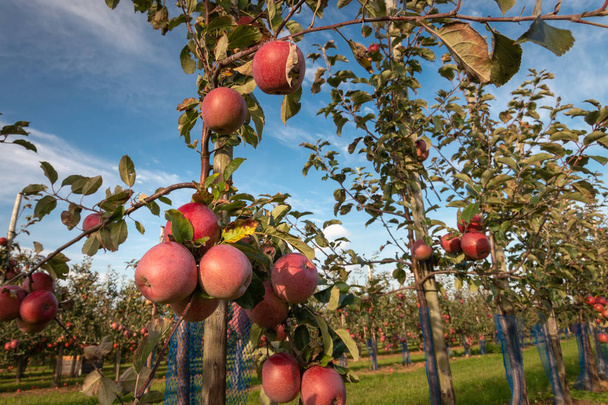 Manojo de deliciosas manzanas rojas maduras colgando de una rama de árbol en un huerto de manzanas listo para ser cosechado
 - Foto, imagen