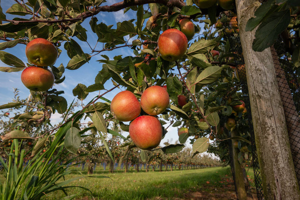 Manojo de deliciosas manzanas rojas maduras colgando de una rama de árbol en un huerto de manzanas listo para ser cosechado
 - Foto, imagen
