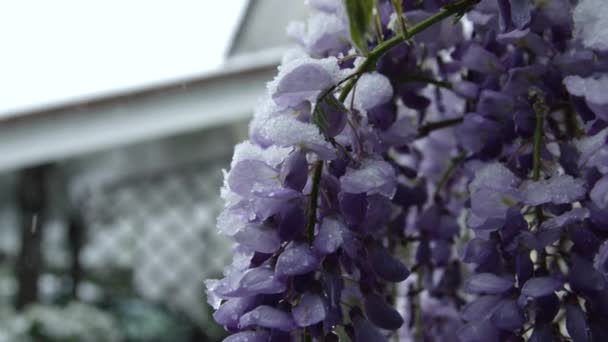 Slow Motion close-up: Prachtige blauwe bloemen bevriezing, buigen onder zware sneeuwval in het voorjaar. De daling van de temperatuur, extreme klimaatverandering en onstabiel weer als gevolg van de opwarming van de beschadiging van de plant - Video