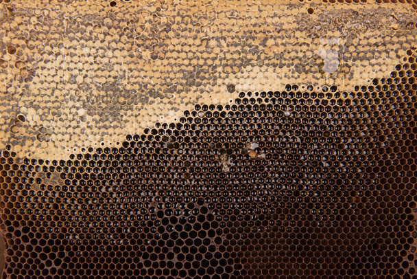 dunkle Wachsscheiben mit Honig - Foto, Bild
