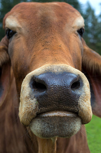 Brown Brahman vee mond en een neusgat close-up macro portret - Foto, afbeelding