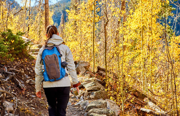Woman tourist walking on trail in aspen grove at autumn in Rocky Mountain National Park. Colorado, USA.  - Foto, immagini