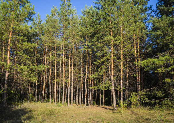 Russian forest in Samara region, Russia, illuminated by the sun - Photo, Image