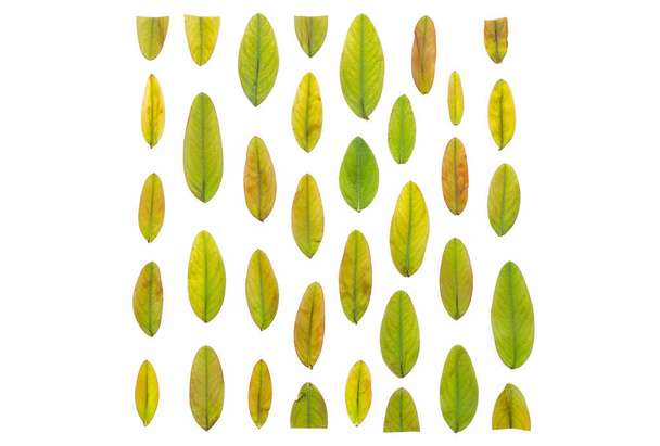 hojas de otoño multicolores alineadas en forma de cuadrado sobre un fondo blanco. Colorido otoño hojas patrón textura. Piso tendido, vista superior
. - Foto, imagen